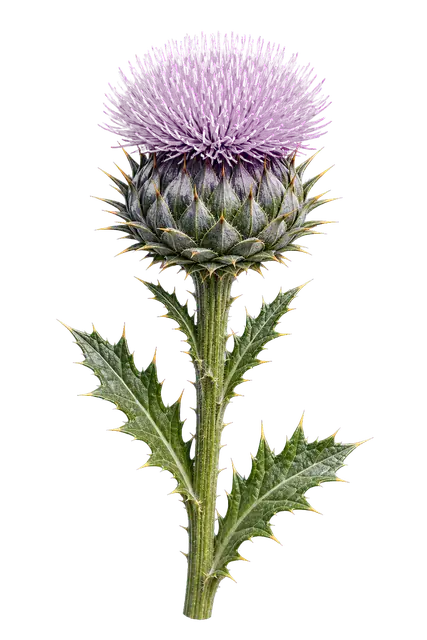 Thistle Flower motif