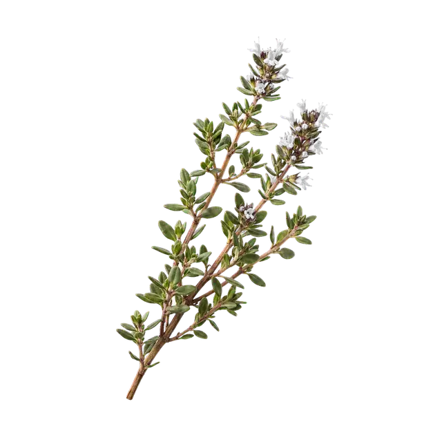 Thyme motif