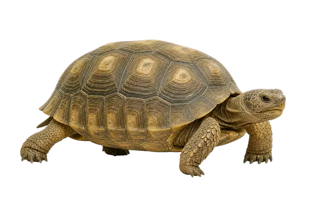 Tortoise motif