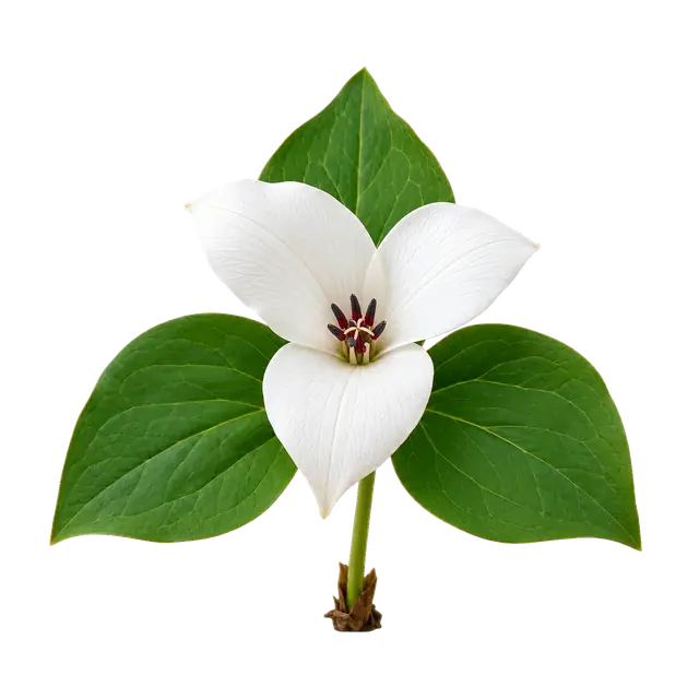 Trillium Bloom motif