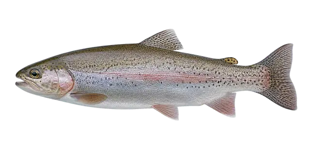 Trout Flank motif
