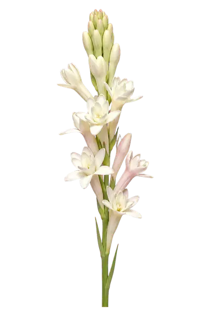 Tuberose Spike motif