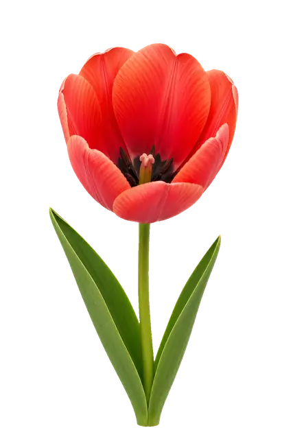 Tulip Cup motif