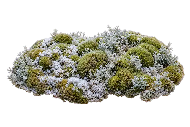 Tundra motif