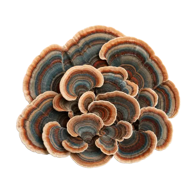 Turkey Tail motif
