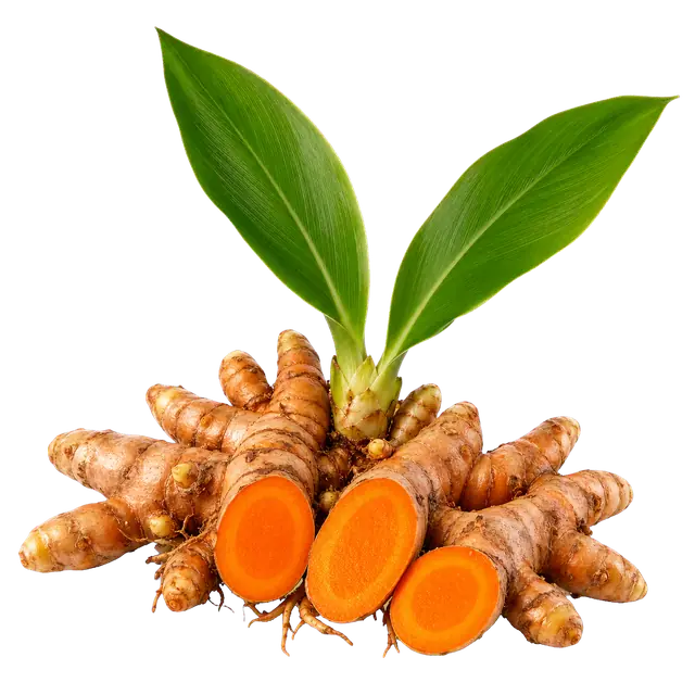 Turmeric Rhizome motif