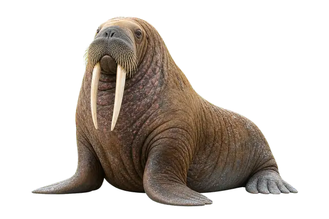Walrus motif