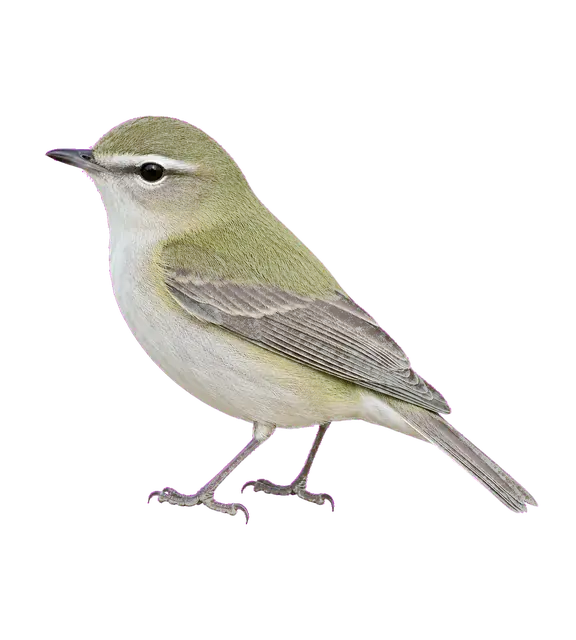 Vireo motif