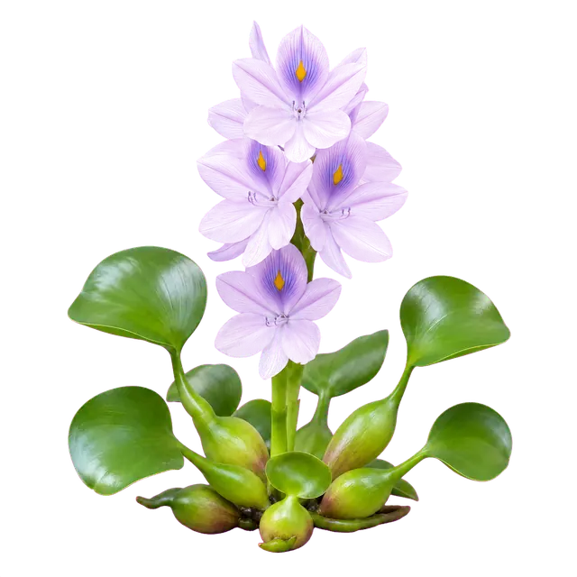 Water Hyacinth Flower motif