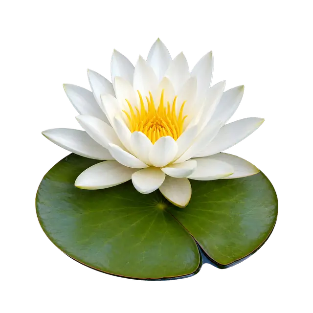 Water Lily Bloom motif