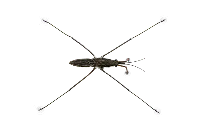 Water Strider motif