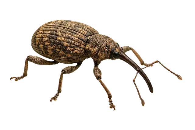 Weevil motif
