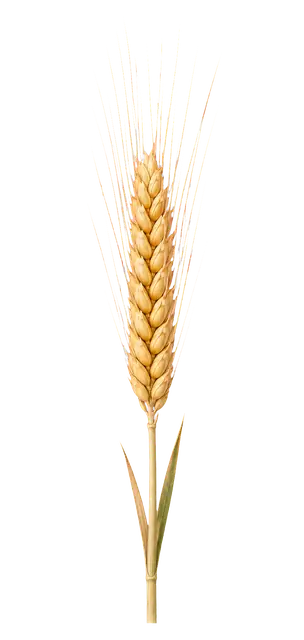 Wheat Head motif