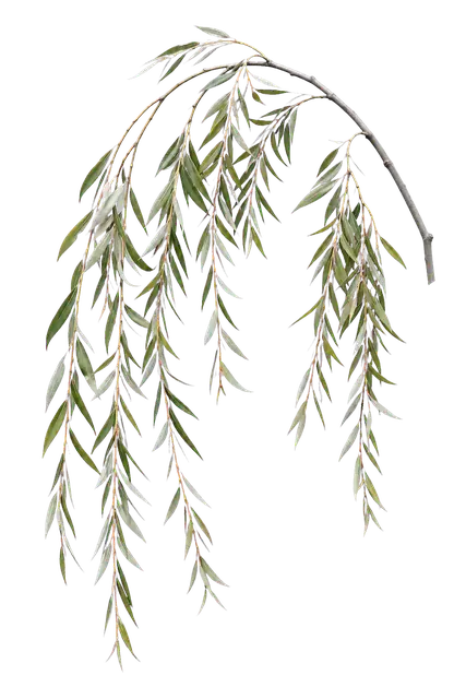 Willow Branch motif