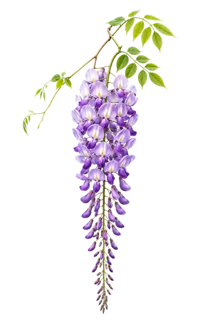 Wisteria motif