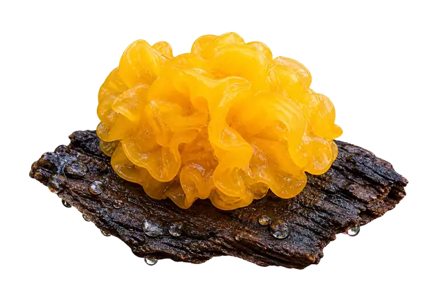 Witches Butter motif