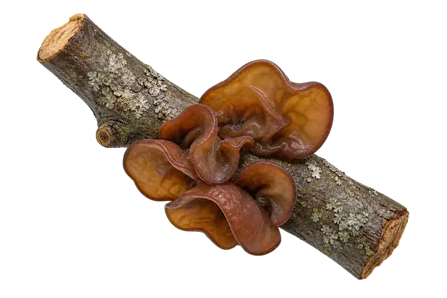 Wood Ear motif