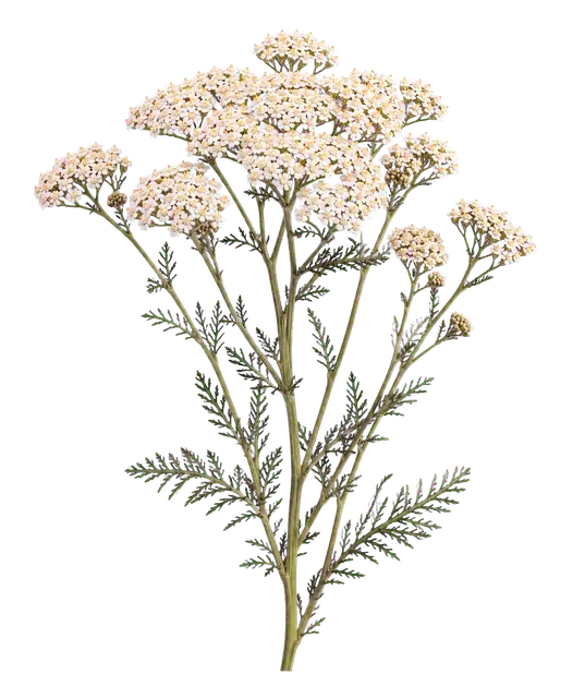 Yarrow motif