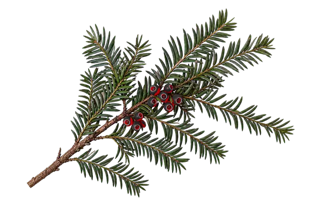 Yew Branch motif