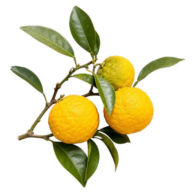 柚子 / Yuzu Fruit motif