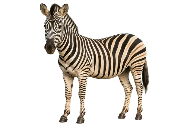 Zebra motif