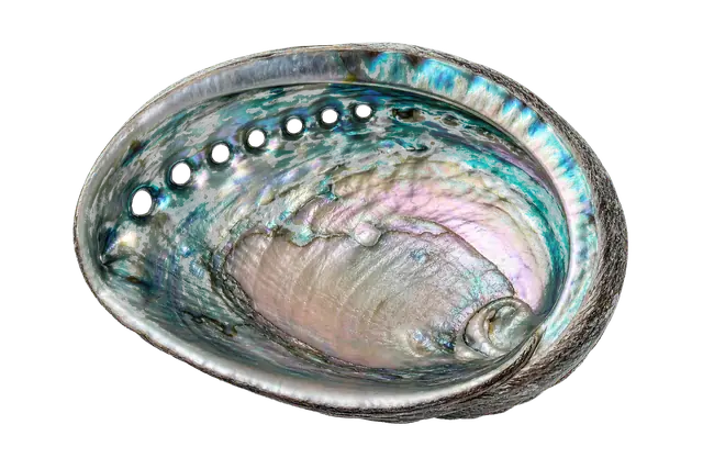 Abalone Shell motif