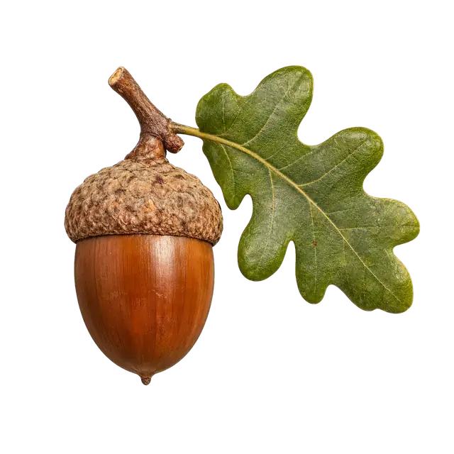 Acorn motif