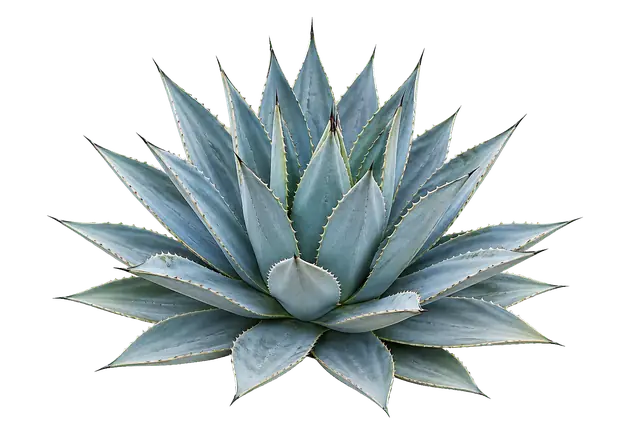 Agave Rosette motif