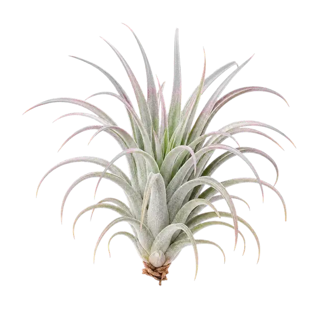 Air Plant motif