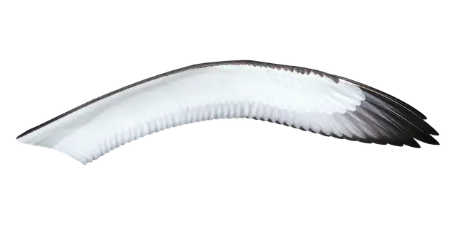 Albatross motif